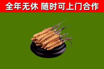 沁源县回收散虫草